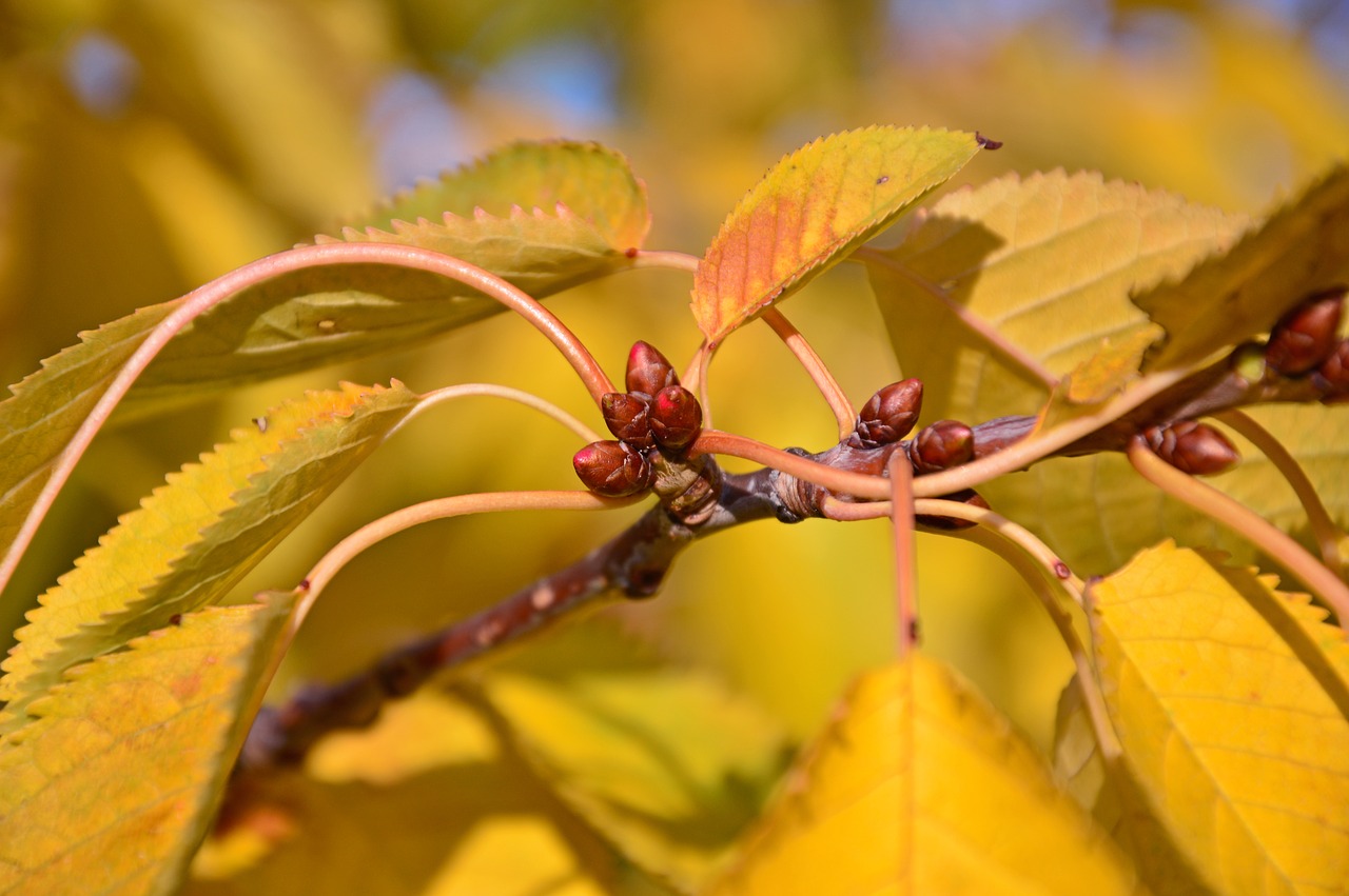 Листья вишни фото