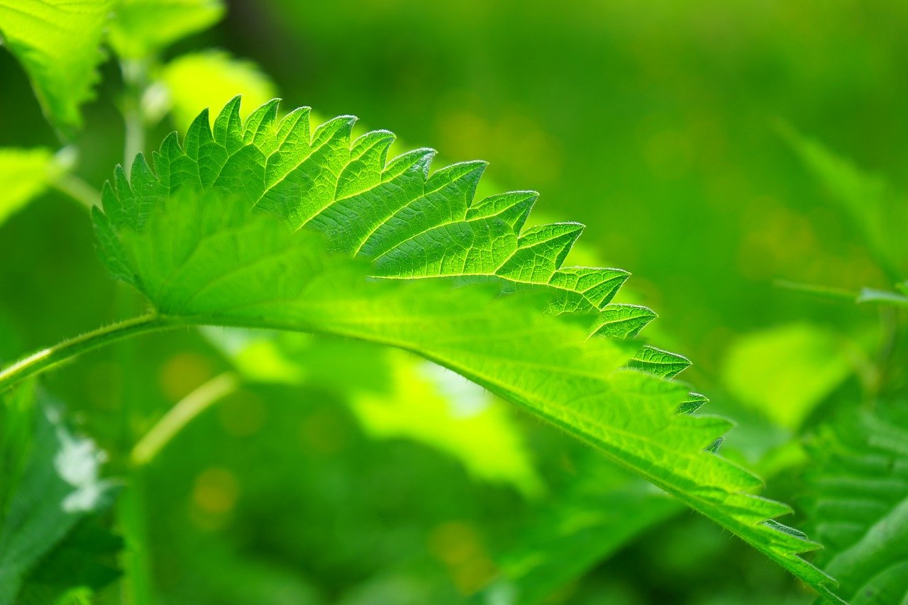 leaf-synonyms-and-related-words-what-is-another-word-for-leaf