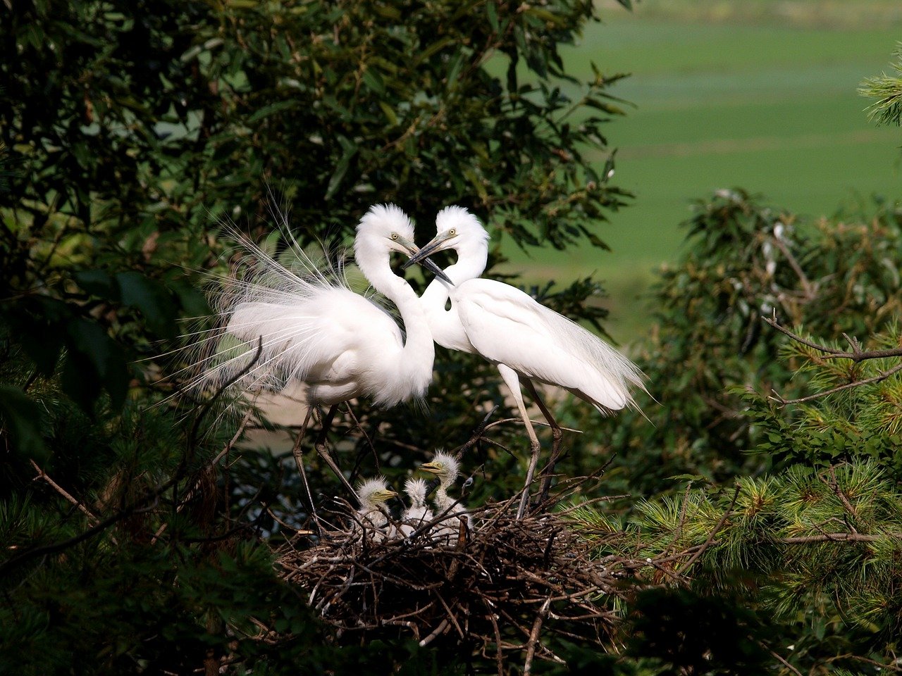 nest-synonyms-and-related-words-what-is-another-word-for-nest