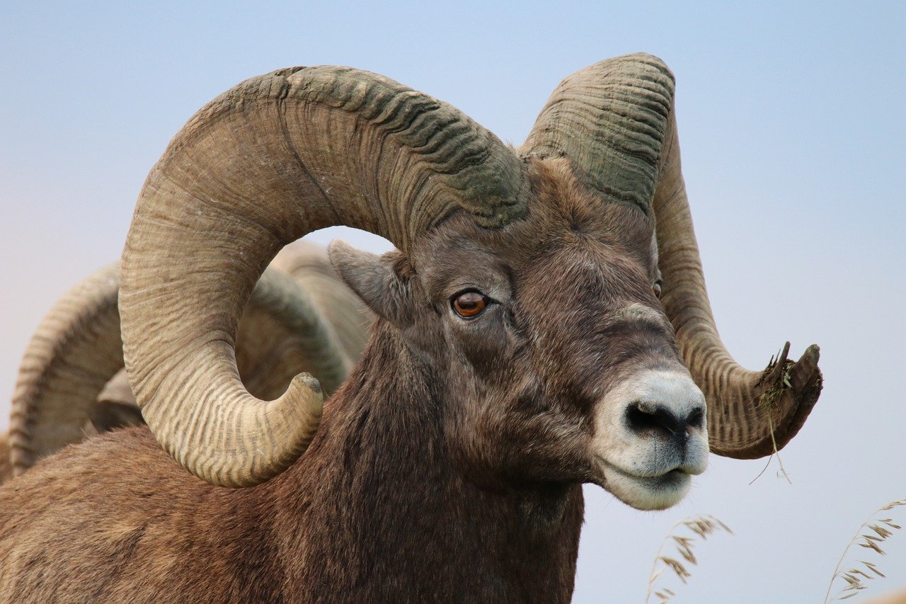 RAM: Synonyms and Related Words. What is Another Word for RAM? -  