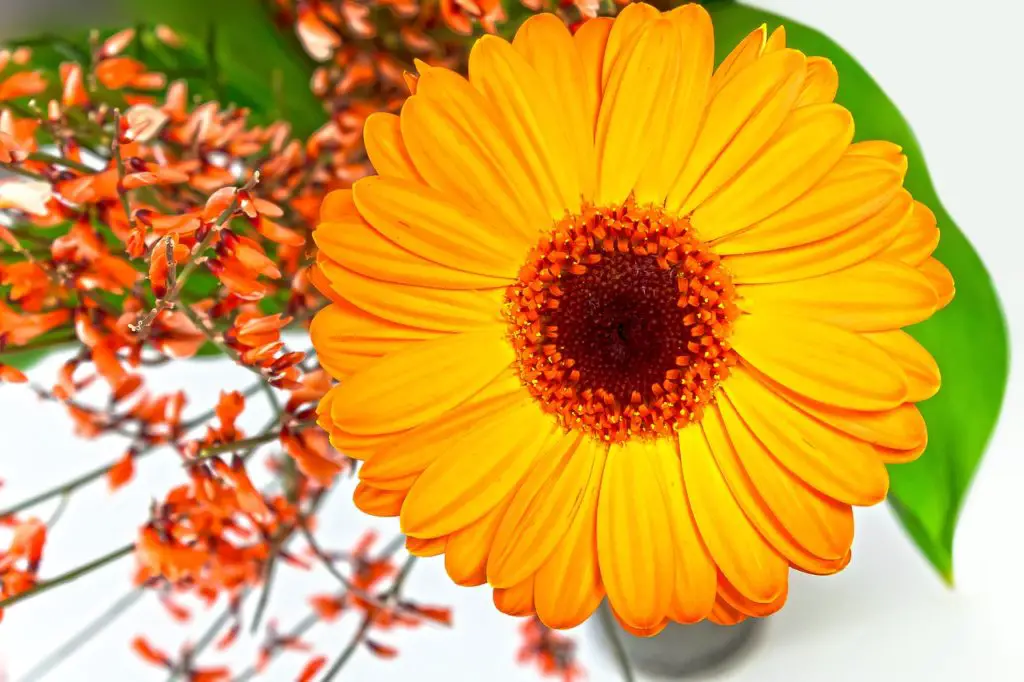 BROOM Synonyms and Related Words. What is Another Word for BROOM