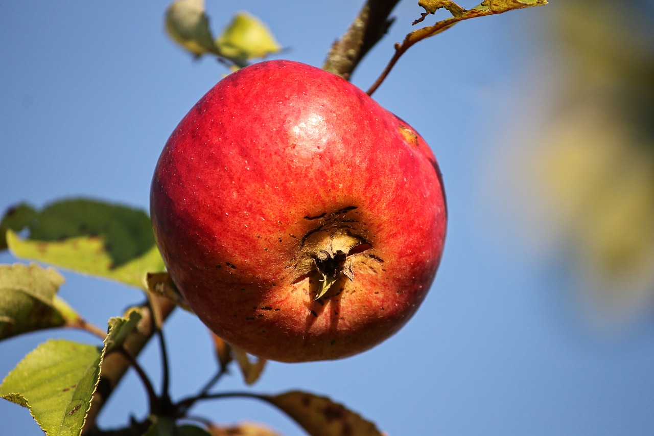 Фотоизображение яблоки