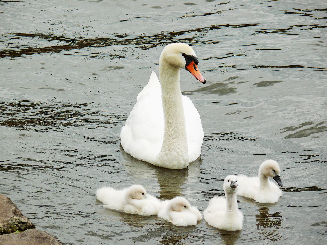 waddle-synonyms-and-related-words-what-is-another-word-for-waddle