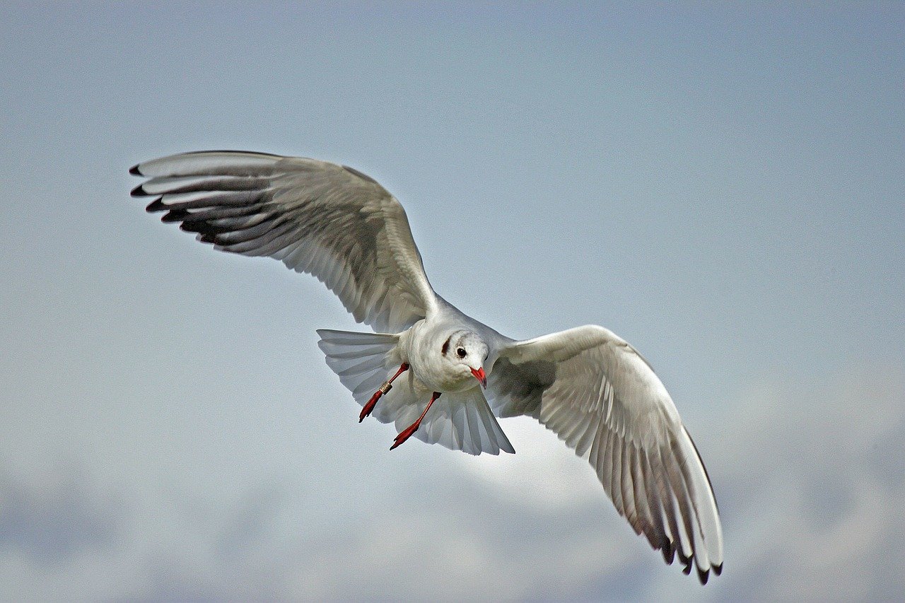 Flight Synonyms In English