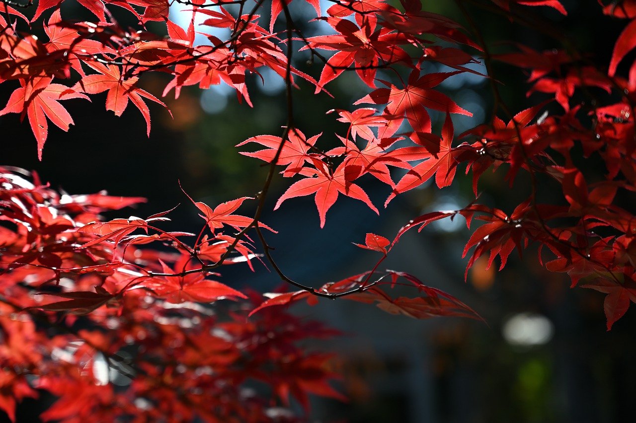 What Are Other Words For Foliage