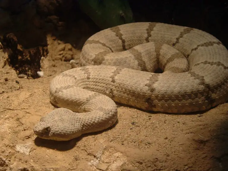 SLITHER: Synonyms and Related Words. What is Another Word for SLITHER