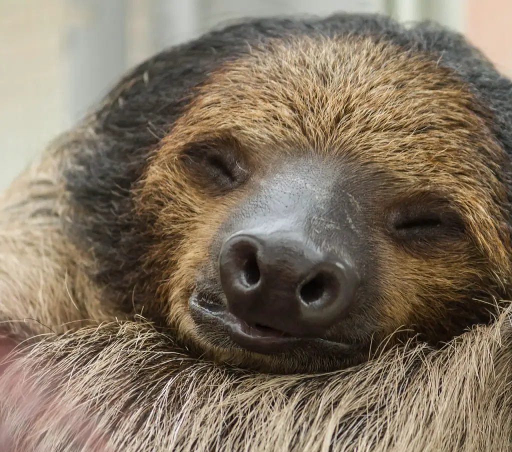 SLOTH: Synonyms and Related Words. What is Another Word for SLOTH