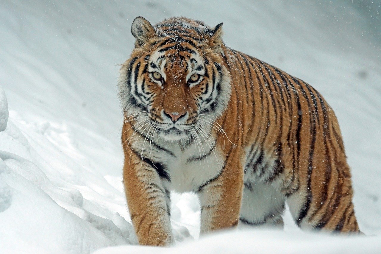 tiger-synonyms-and-related-words-what-is-another-word-for-tiger