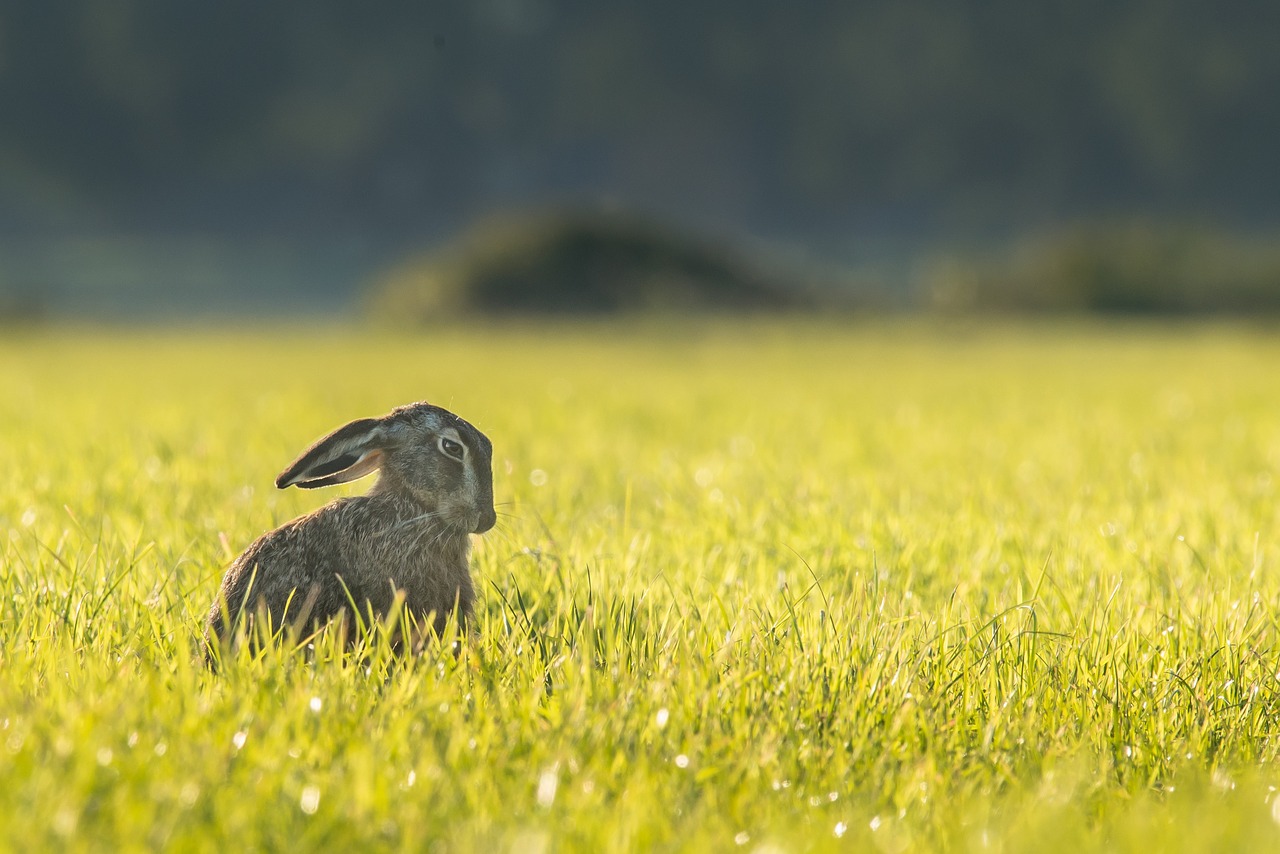 rabbit-synonyms-and-related-words-what-is-another-word-for-rabbit