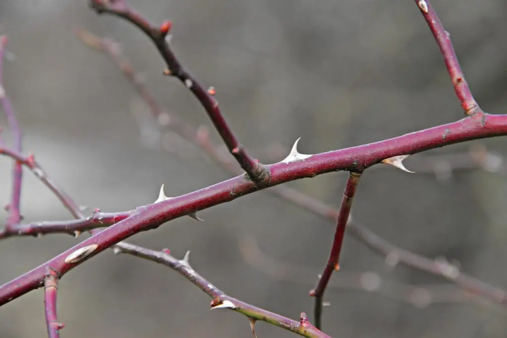 THICKET Synonyms And Related Words What Is Another Word For THICKET 