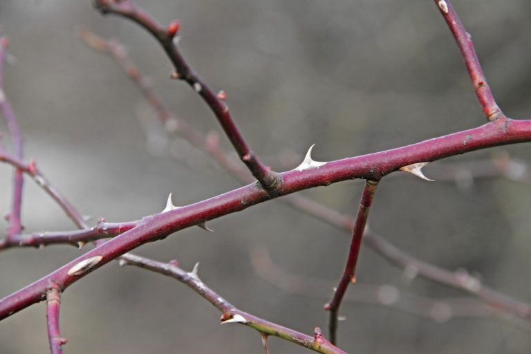 thicket-synonyms-and-related-words-what-is-another-word-for-thicket