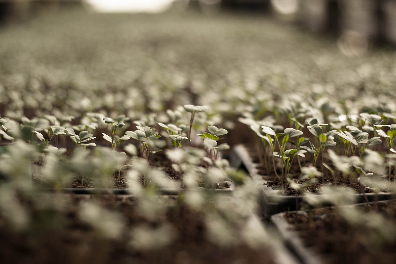 sprout-synonyms-and-related-words-what-is-another-word-for-sprout