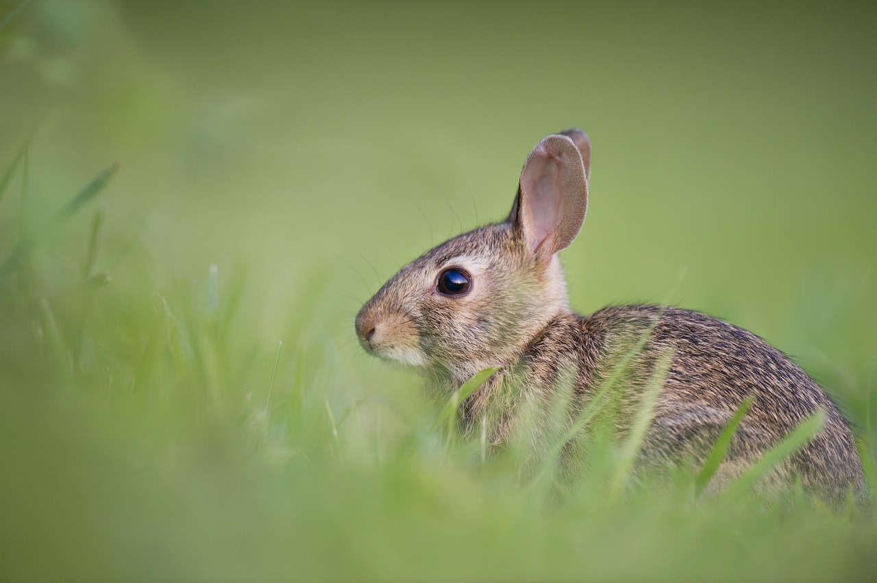 rabbit-synonyms-and-related-words-what-is-another-word-for-rabbit