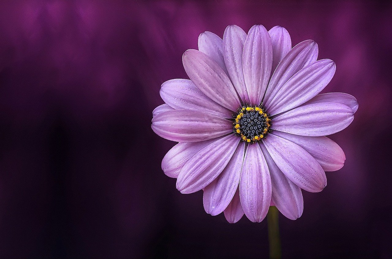 blossom-synonyms-and-related-words-what-is-another-word-for-blossom