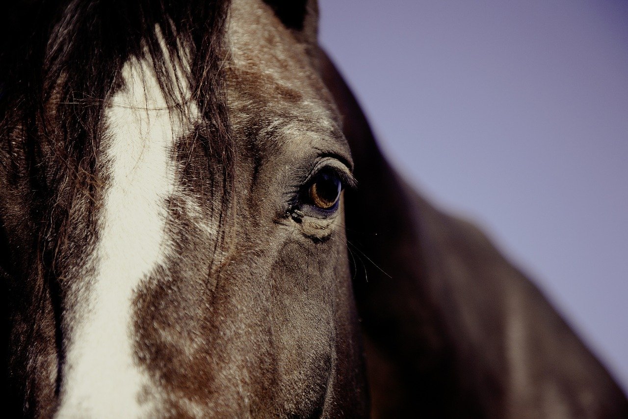 ride-synonyms-and-related-words-what-is-another-word-for-ride-grammartop