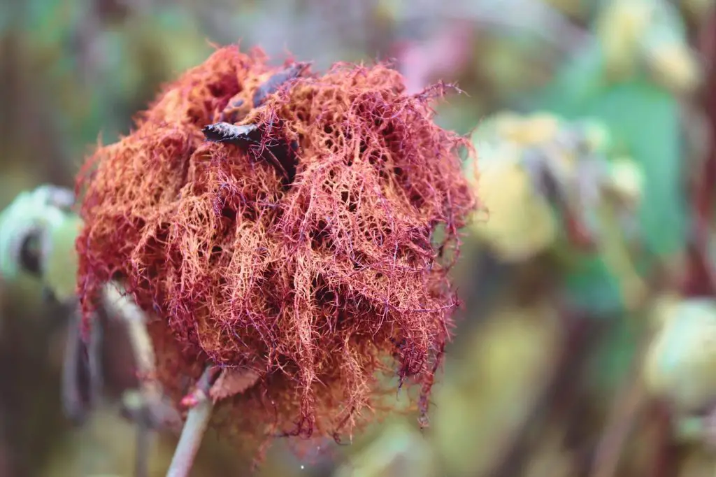 GALL Synonyms and Related Words. What is Another Word for GALL