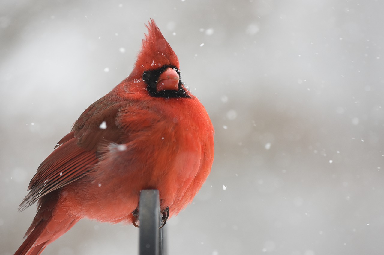 CARDINAL Synonyms and Related Words. What is Another Word for CARDINAL