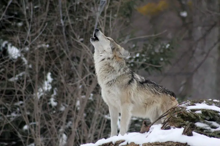 howl-synonyms-and-related-words-what-is-another-word-for-howl