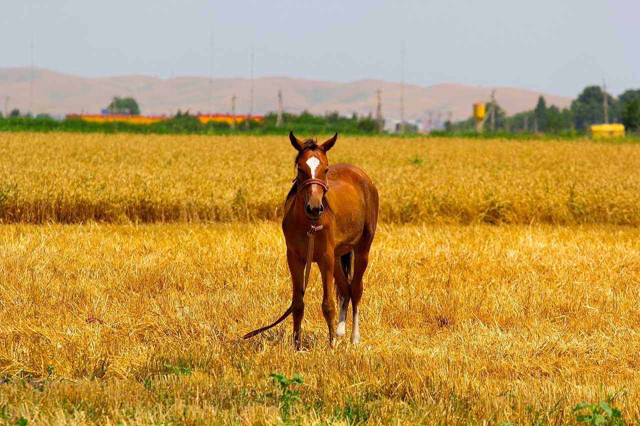 pharma-stocks-from-underdog-to-dark-horse-trading-pharma-stocks