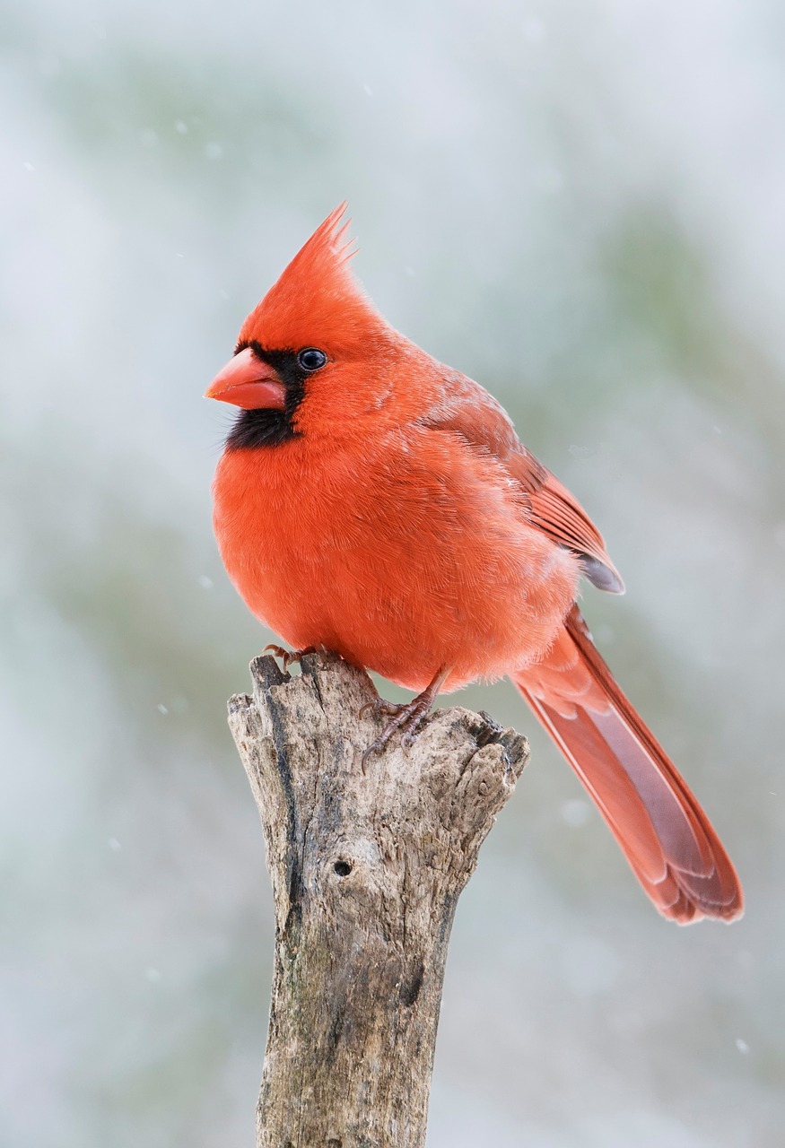 cardinal-synonyms-and-related-words-what-is-another-word-for-cardinal