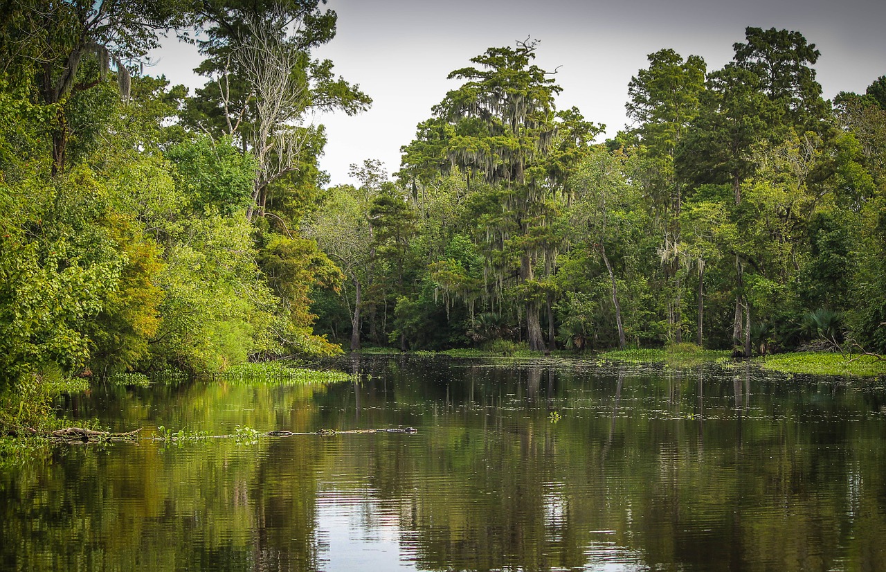 swamp-synonyms-and-related-words-what-is-another-word-for-swamp