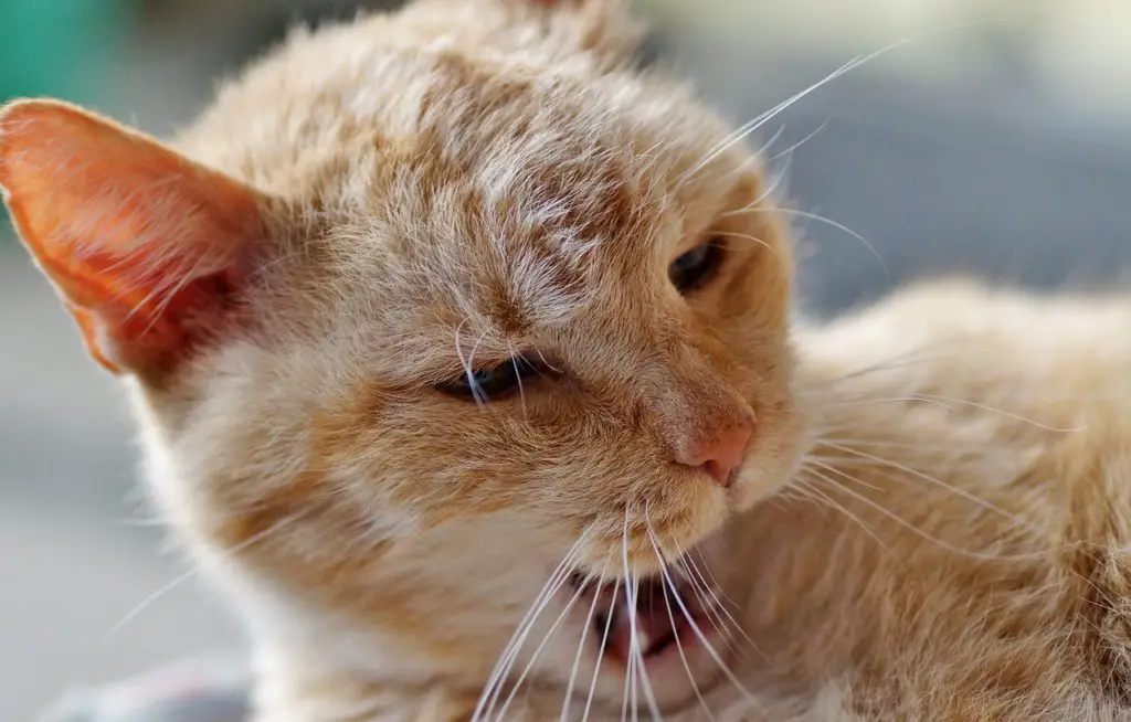 YELL Synonyms and Related Words. What is Another Word for YELL