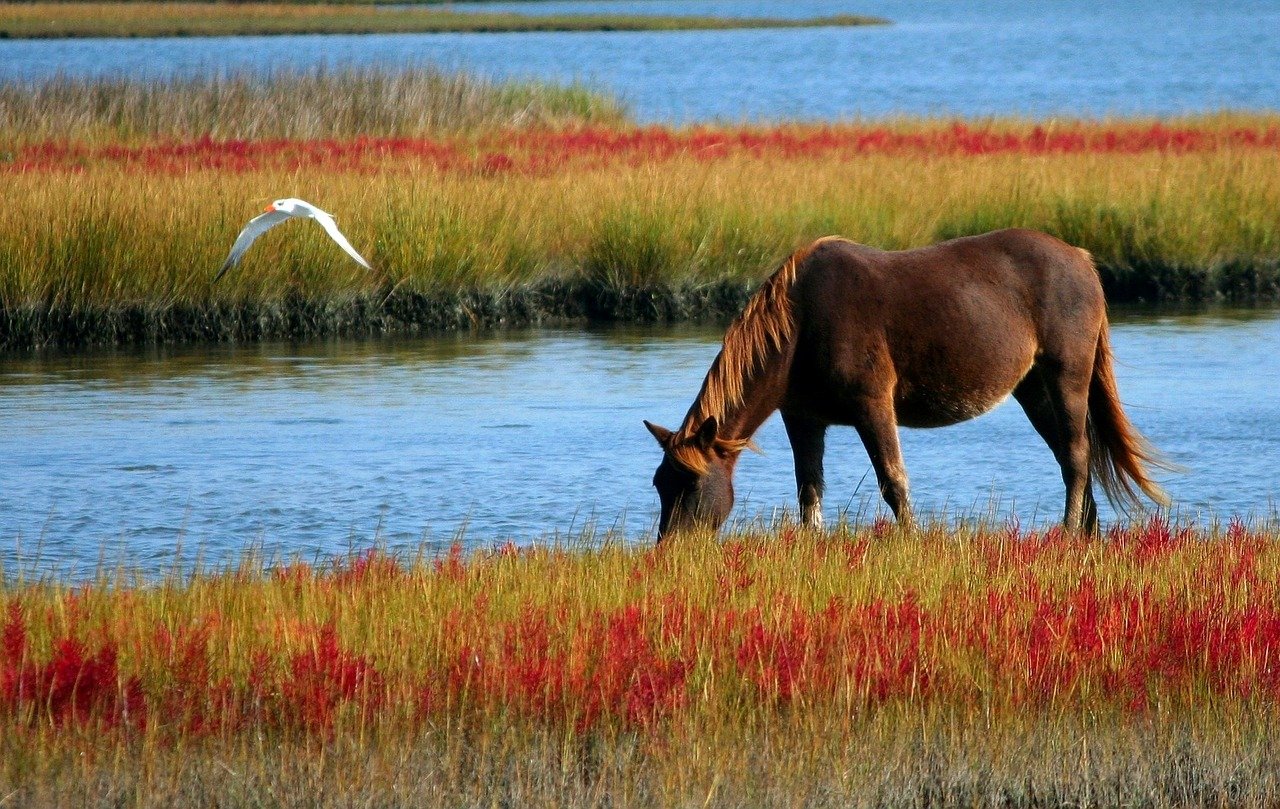 swamp-synonyms-and-related-words-what-is-another-word-for-swamp