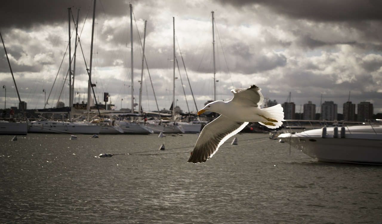 harbor-synonyms-and-related-words-what-is-another-word-for-harbor