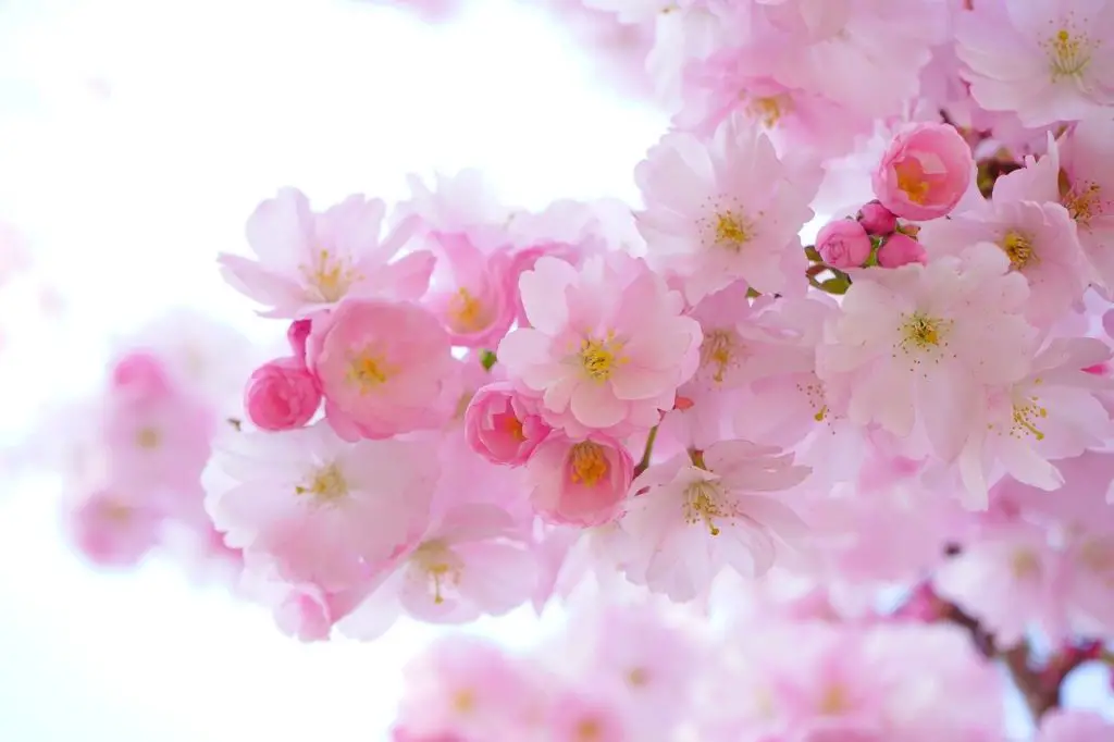 blossom-synonyms-and-related-words-what-is-another-word-for-blossom