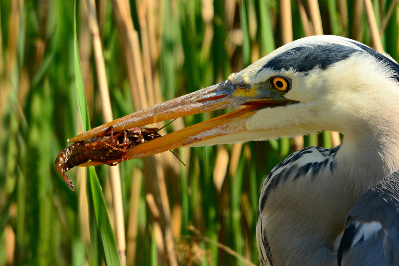 marsh-synonyms-and-related-words-what-is-another-word-for-marsh