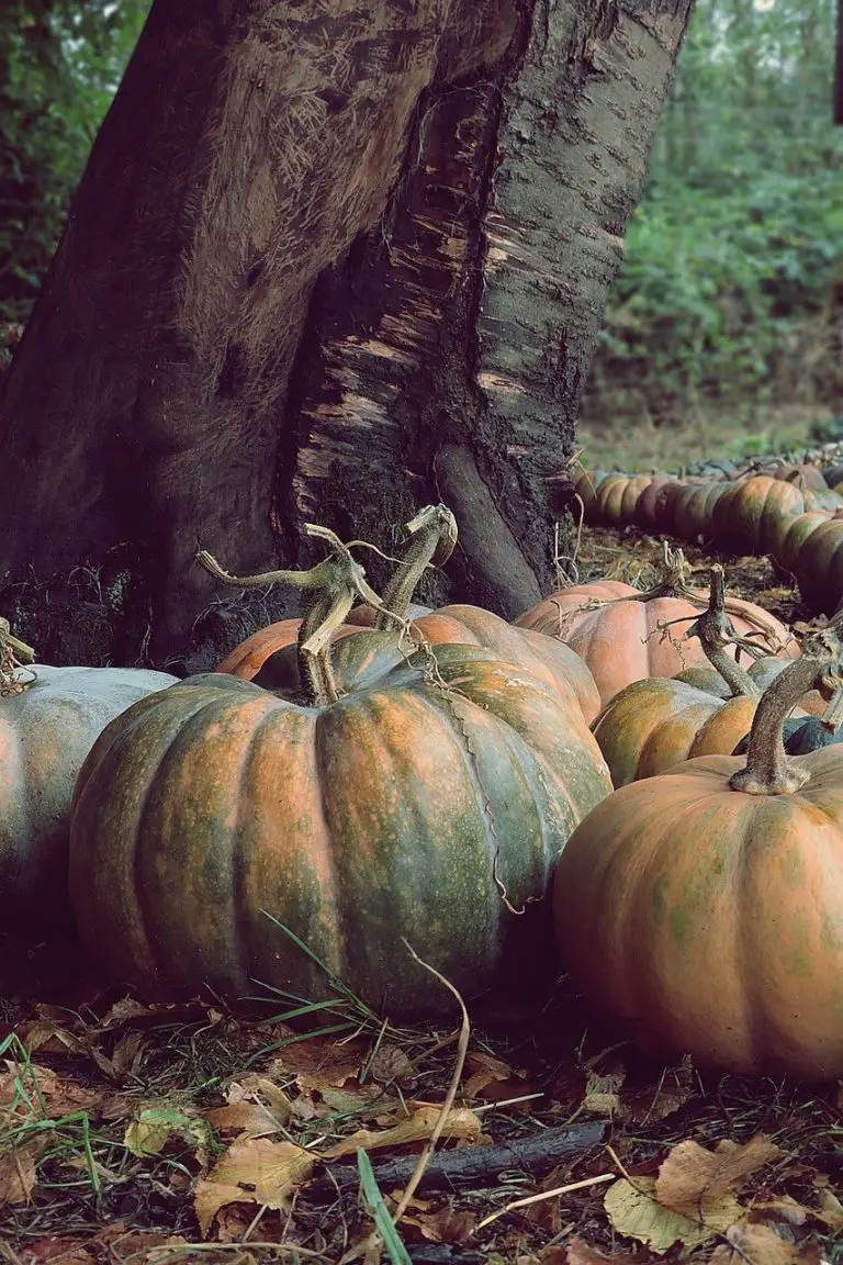 squash-synonyms-and-related-words-what-is-another-word-for-squash