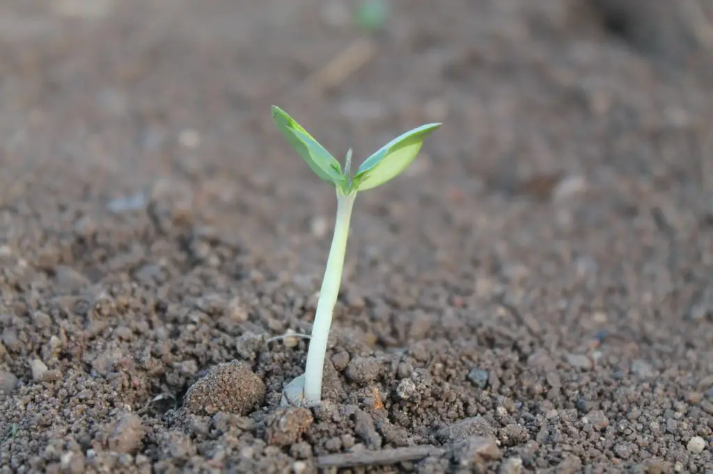 sprout-synonyms-and-related-words-what-is-another-word-for-sprout