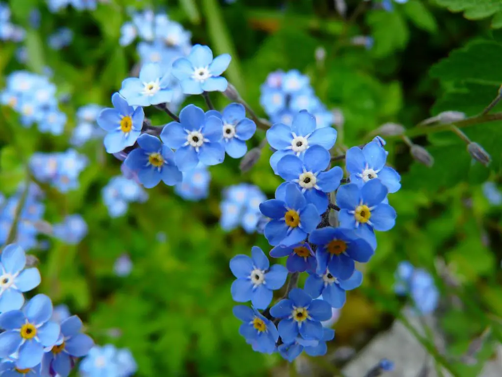 forget-me-not-107-synonyms-thesaurus