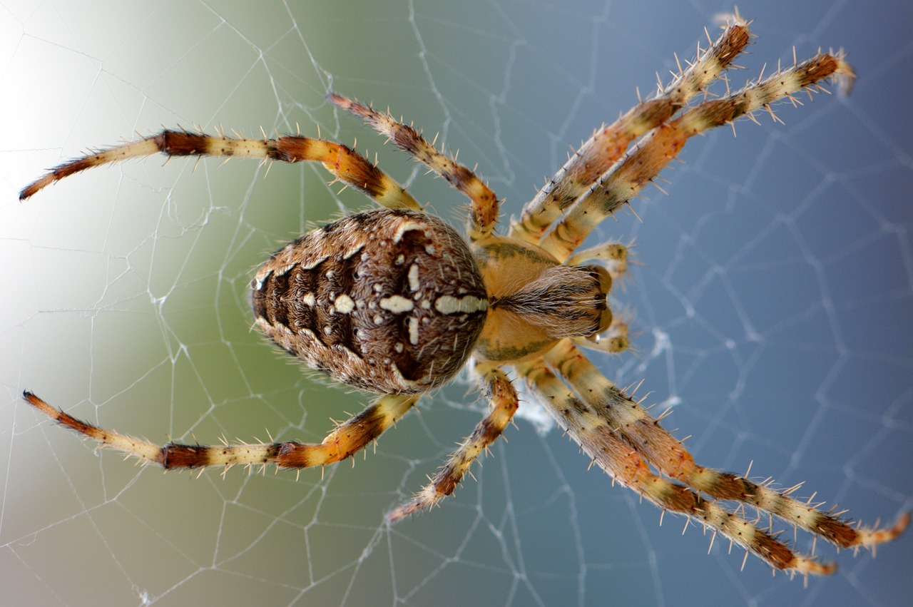 spider-synonyms-and-related-words-what-is-another-word-for-spider