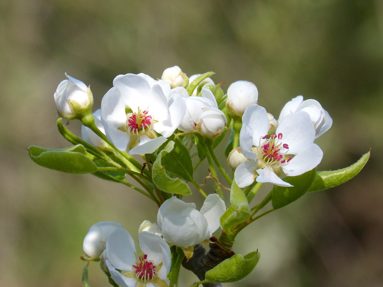 What Are Other Words For Flowery