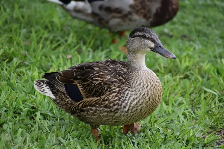 HARMLESS Synonyms and Related Words. What is Another Word for HARMLESS