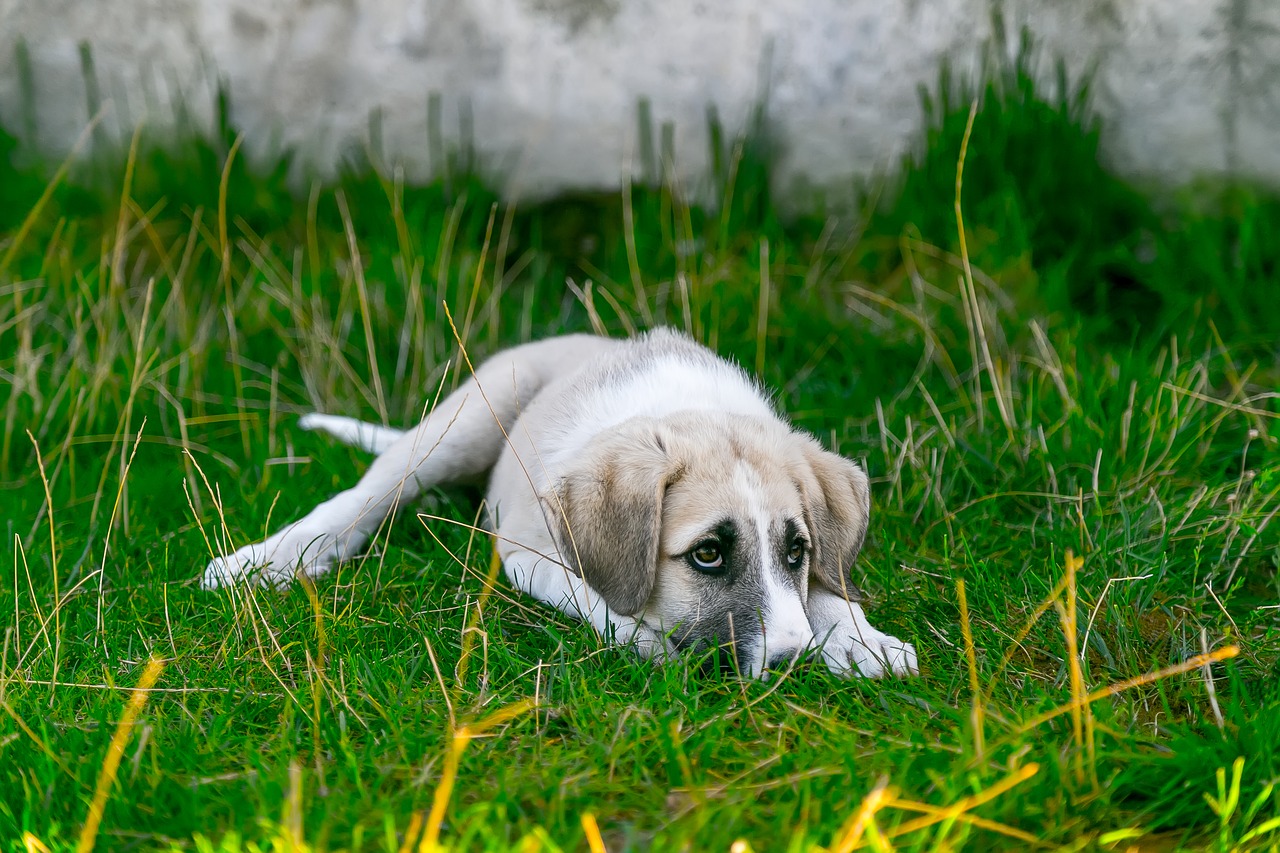 What Is Another Word For Watchdog