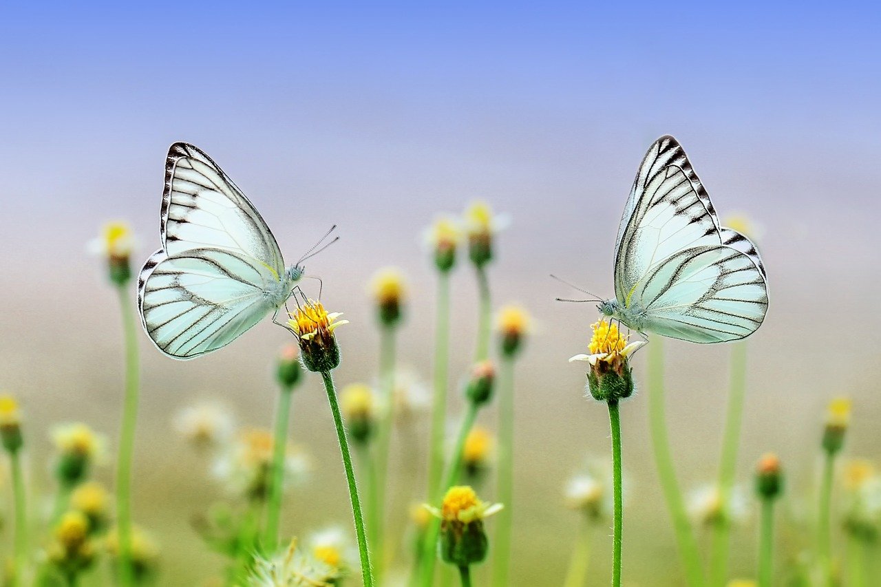 What Is Another Word For Insect Repellent