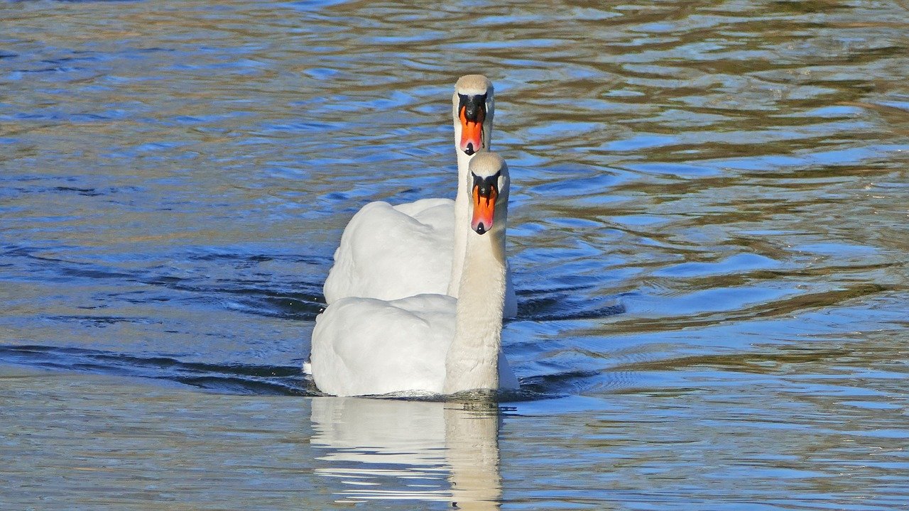 Another Word For Synchronized Swimming