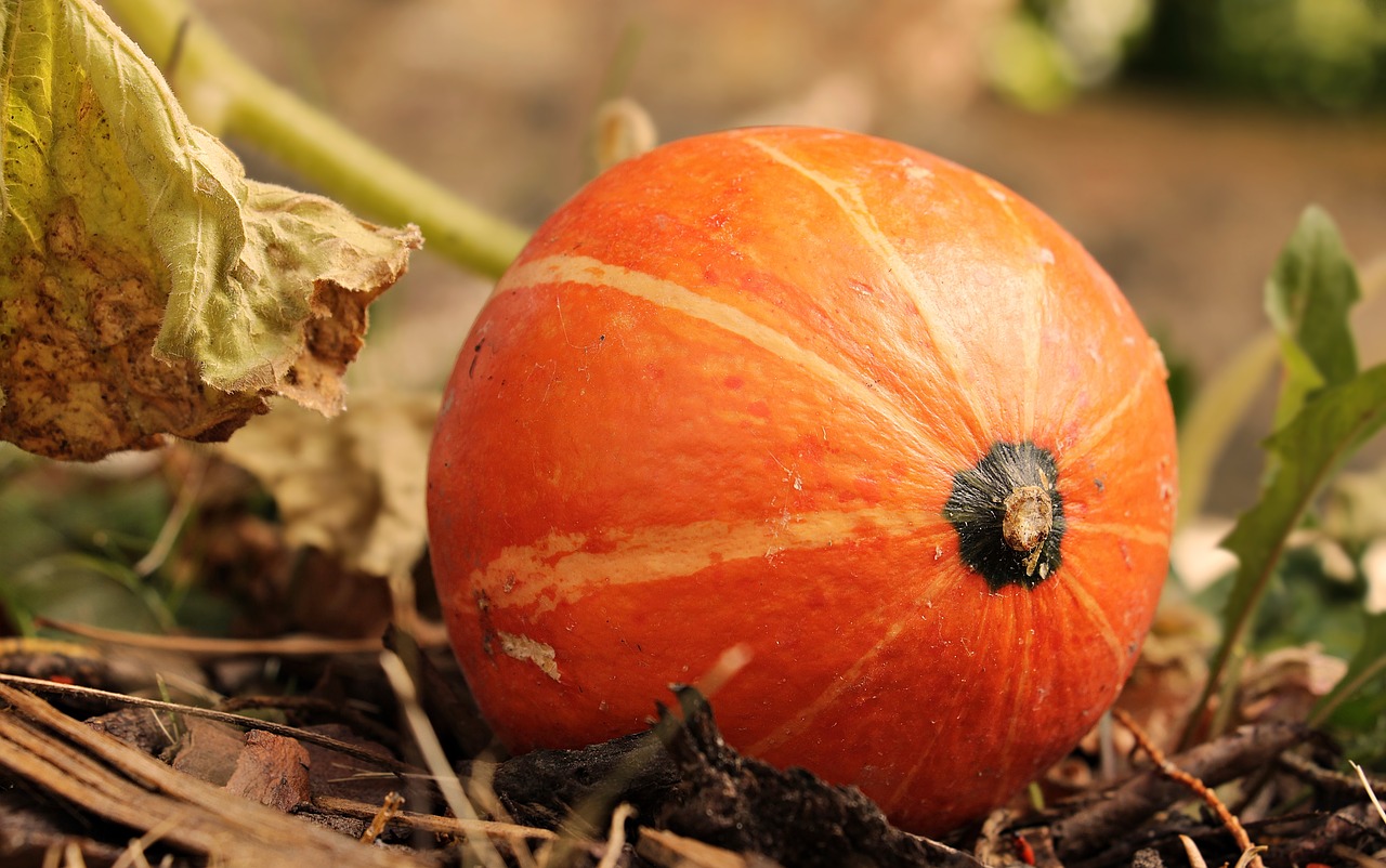 squash-synonyms-and-related-words-what-is-another-word-for-squash