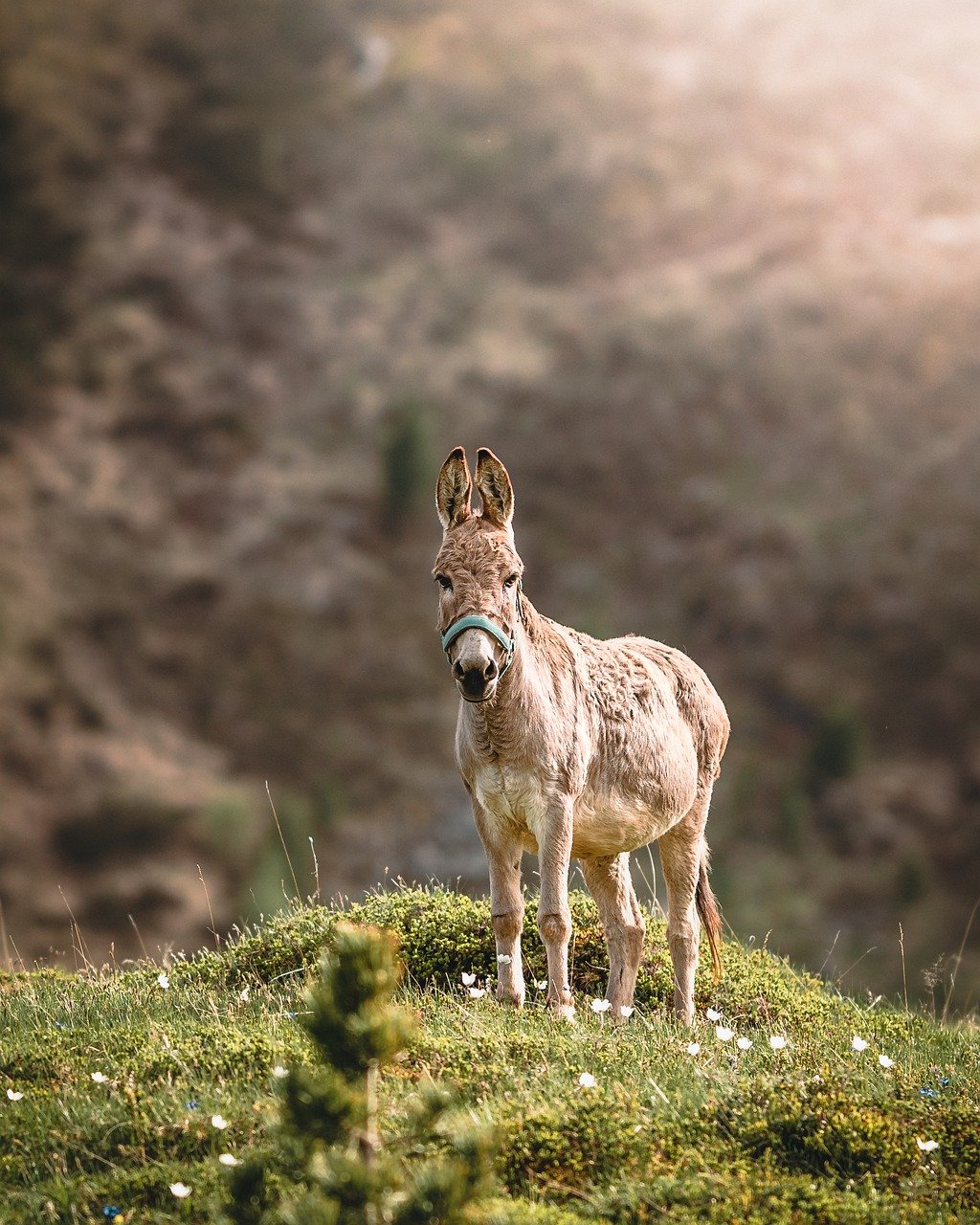 workhorse-synonyms-and-related-words-what-is-another-word-for