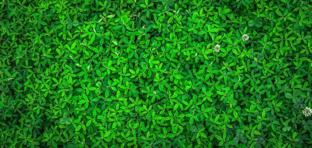 word-for-leaves-falling-from-trees