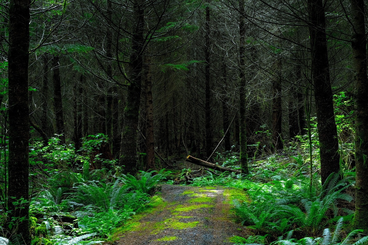 pin-by-godsin-abyss-on-dark-photo-eerie-back-road