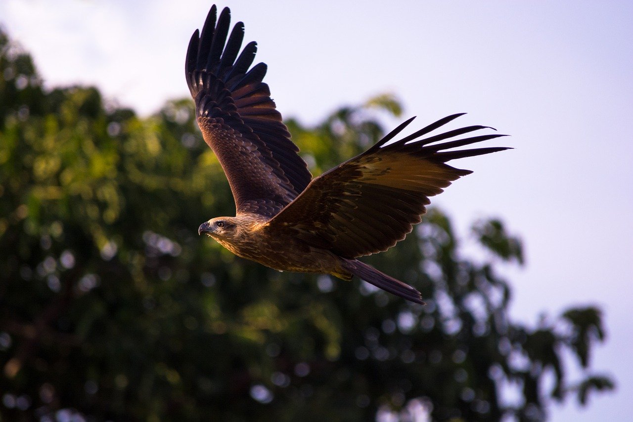 soaring-synonyms-and-related-words-what-is-another-word-for-soaring-grammartop