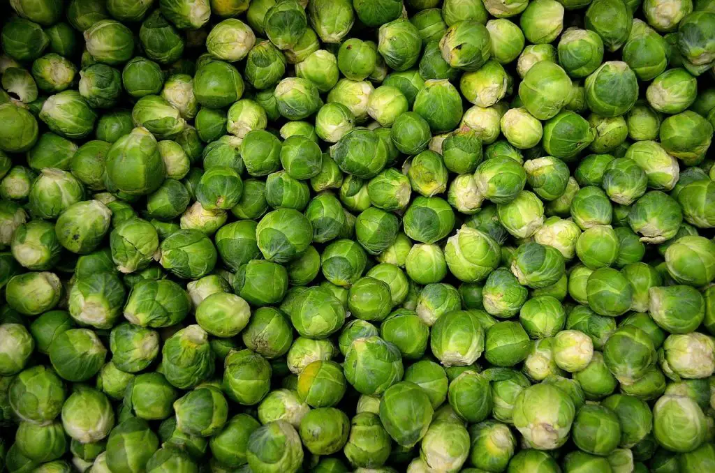 sprout synonym