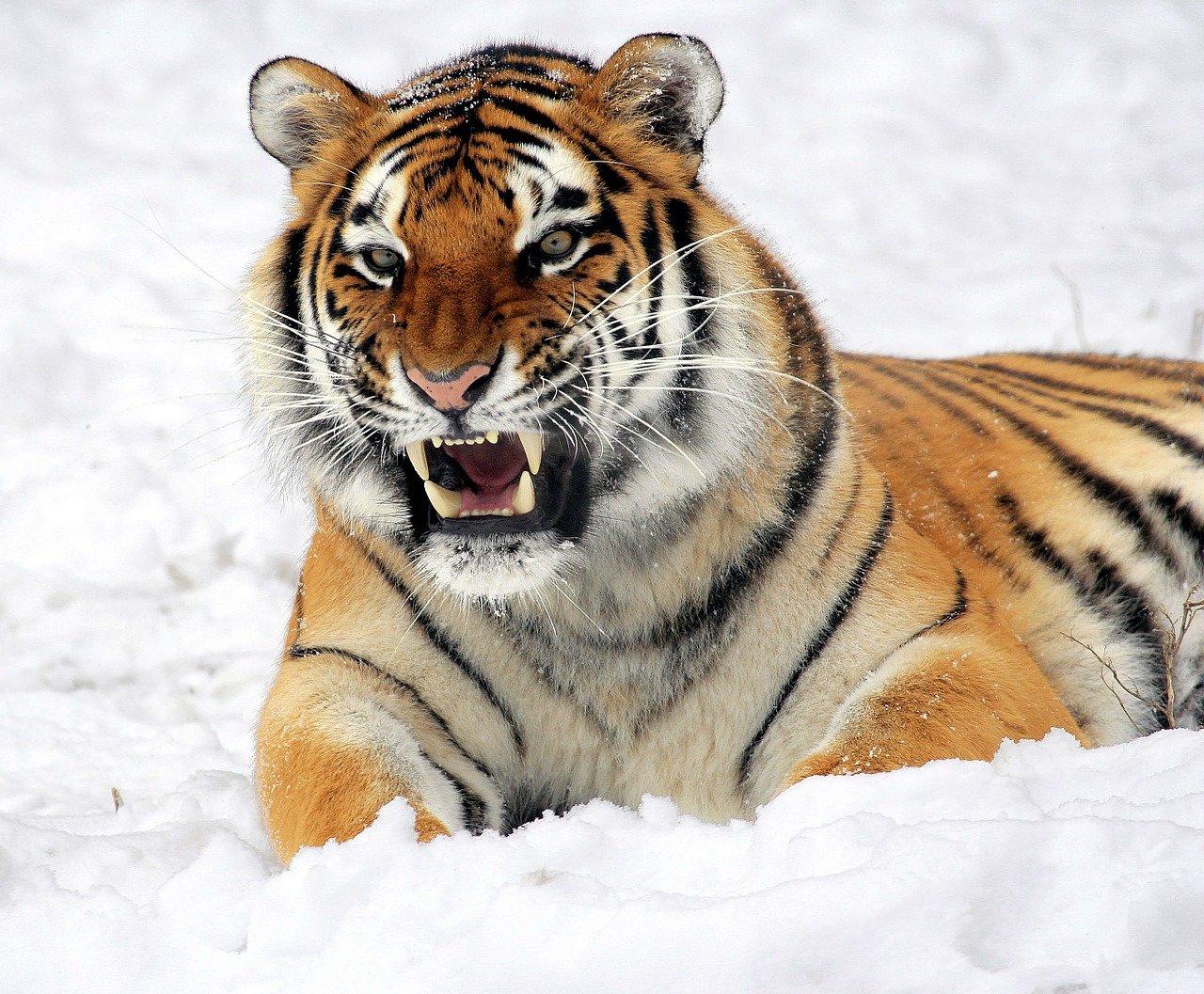 tiger-synonyms-and-related-words-what-is-another-word-for-tiger