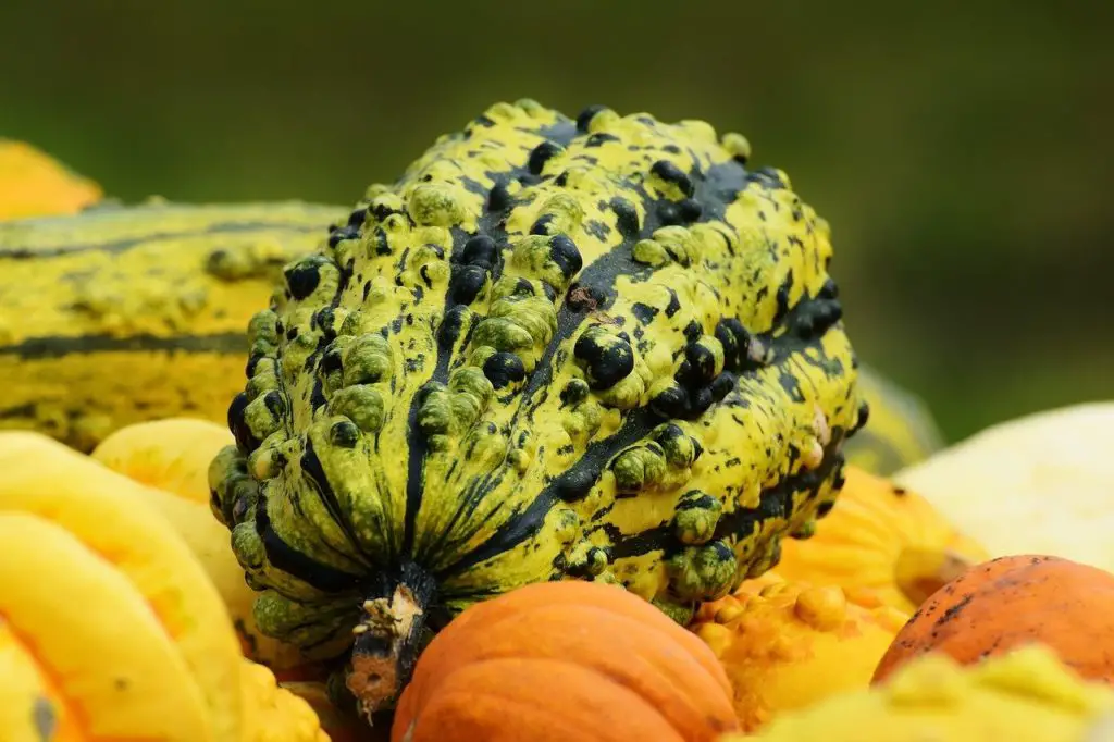 squash-synonyms-and-related-words-what-is-another-word-for-squash