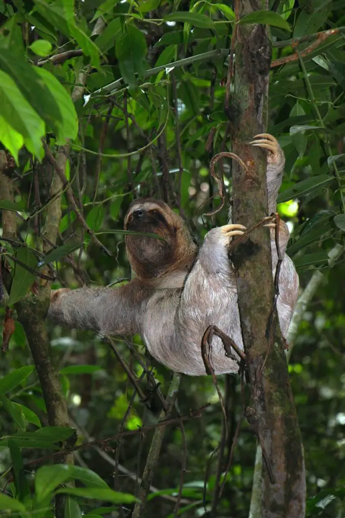 SLOTH: Synonyms and Related Words. What is Another Word for SLOTH ...