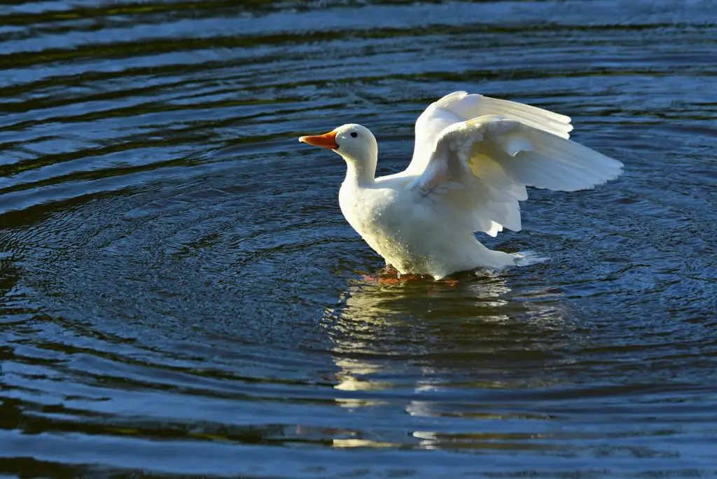 flap-synonyms-and-related-words-what-is-another-word-for-flap