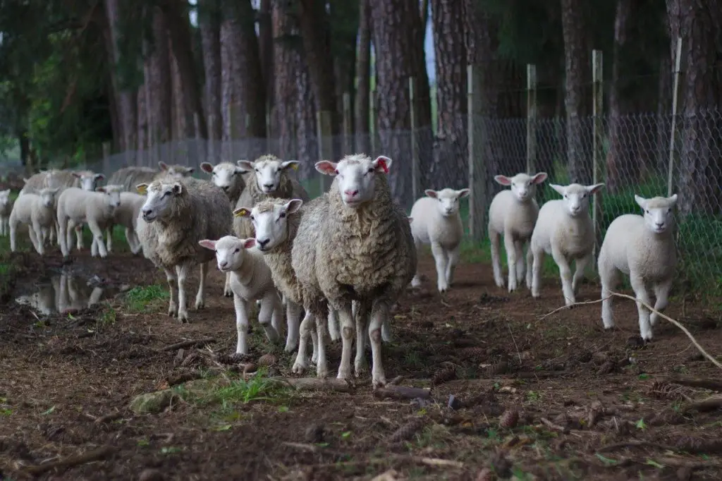 sheep-synonyms-and-related-words-what-is-another-word-for-sheep